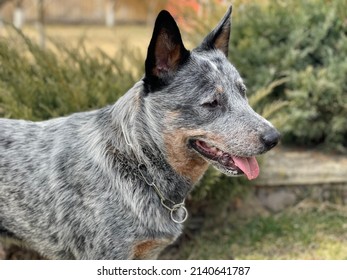Head and neck of a waiting Australian Blue Heeler or Cattle Dog with ears pricked up and mouth open