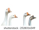 Head and neck of a white goose, isolated on a white background. Bird with feathers, duck, goose.