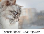 Head of Neva Masquerade Siberian domestic cat. Side view of cat
