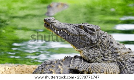 Head of the Nile crocodile in profile close-up.  Crocodile is an ancient predatory reptile lying on the shore against the background of the water surface