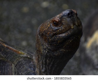 Head of an old tortoise looking at the camera