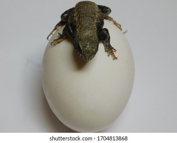 A Head On Of A Lizard Hatching Egg