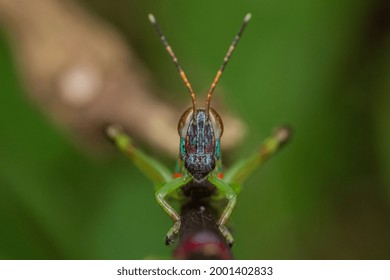 Head On Shot Of A Cute Little Clown Grasshopper Nymph. ( Catantopinae Nymph )