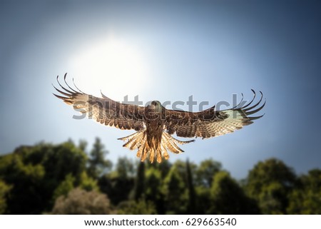 Image, Stock Photo hunting red kite in flight against blue sky in Sweden, feathers well visible