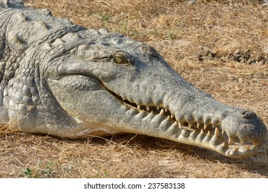 The Head Of An Orinoco Crocodile. Venezuela, South America