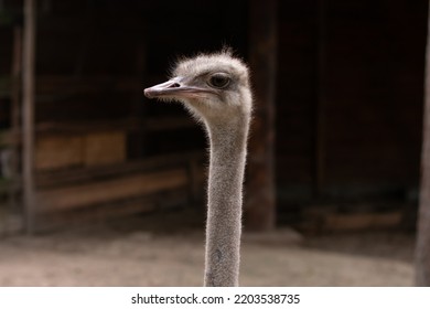 Head of ostrich. Beak of ostrich. Portrait of ostrich head. African ostrich looks into the camera, has a funny look.