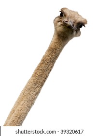 Head of an ostrich close up. - Shutterstock ID 39320617