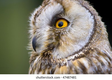 Close Side View Female Greathorned Owl Stock Photo 1481565560 ...