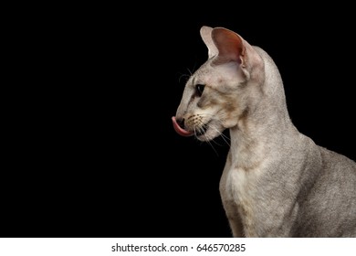 Peterbald Images Stock Photos Vectors Shutterstock