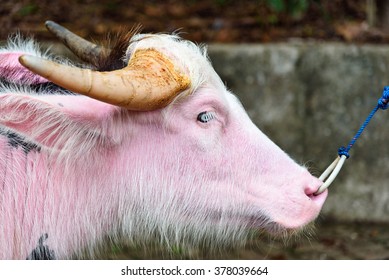 Traditionel Alexander Graham Bell Maleri Pink Buffalo Stock Photos, Images & Photography | Shutterstock