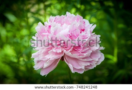 Head of a pink peony flower 