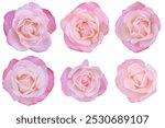 Head of pink-white rose is made up of multiple layers of delicate, velvety petals that radiate outwards from the center in a spiral formation.Photo with clipping path.