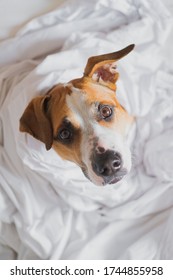 Head Of A Pitbull Dog In White Blanket. Beautiful Staffordshire Terrier In Bed, High-key And Natural Light