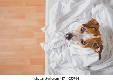 Head Of A Pitbull Dog In White Blanket On A Bed In A Bedroom. Beautiful Staffordshire Terrier In Bed, High-key And Natural Light