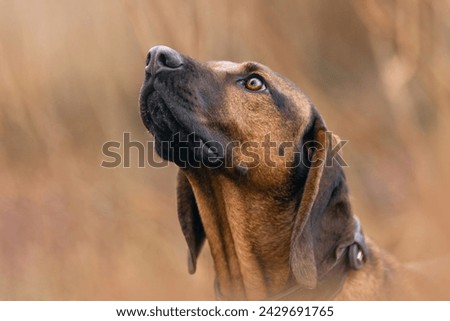 Head portrait of a bavarian mountain dog, bayerischer Gebirgsschweißhund, BGS