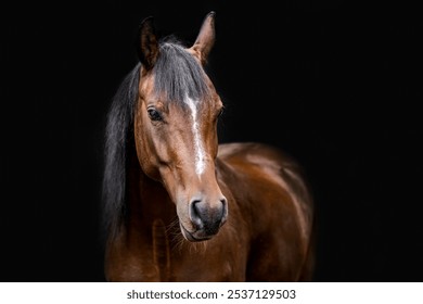 Head portrait of a bay brown arab horse in front of black background, equine black shot portrait - Powered by Shutterstock - Get 15% off with code: PIKWIZARD15