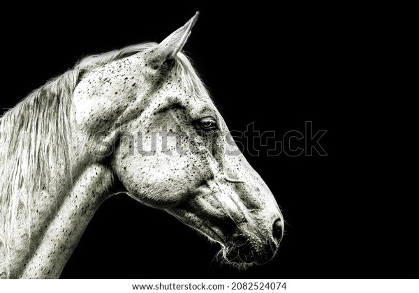 Head portrait of a beautiful Arabian horse in black and white on black background