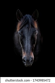 
Head portrait of a black horse with black background - Shutterstock ID 1743985472