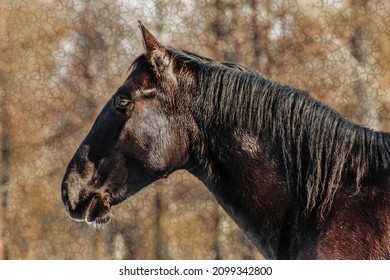 Head Portrait Of A Black Nonius Horse On Textured Background