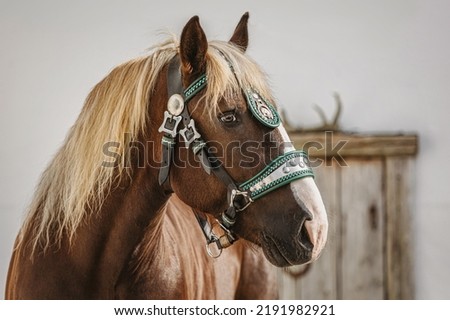 Head portrait of a chestnut south german draft horse gelding wearing a traditional decorated halter