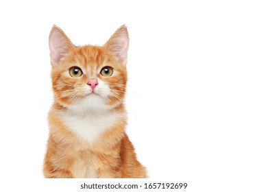 Head portrait of a ginger cat against white background