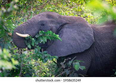 Head portrait of large herbivorous grey african bush elephant with big ears and white tusks peacefully eating green leaves with trunk from the trees at a sunny day in south africa savanna. Horizontal