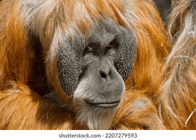 Head Portrait Of Male Orangutan With Orange Glowing Fur And Determined Look