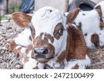 head portrait of a Norman breed calf looking at camera, Bos taurus taurus