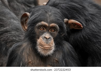 A head portrait shot of a small baby chimpanzee (Pan troglodytes) with multiple other chimps in the background looking to the camera lens                                 - Powered by Shutterstock