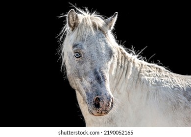 Head portrait of a white pretty shetland pony stallion with blue eyes in front of black background - Shutterstock ID 2190052165