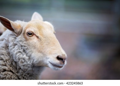 Head Profile Ewe Sheep Stock Photo 423245863 | Shutterstock