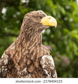 Head Profile Of Juvenile Stellar's Sea Eagle Resting