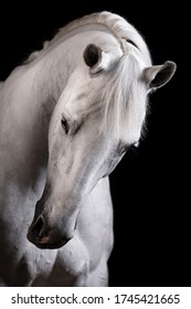 head in profile is turned with a tilt of a light gray horse in the studio on a black background