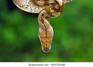 Head Pythonidae Snake Closeup On Natural Background