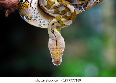 Head Pythonidae Snake Closeup On Natural Background