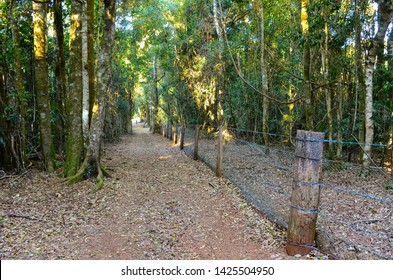 THE HEAD, QUEENSLAND, AUSTRALIA: Border Fence Between Queensland And New South Wales Runs Through Rainforest In The Border Ranges, With Barbed Wire To Control Cattle And Meshing To Stop Rabbits, Dogs.