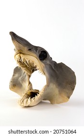 Head Of A Real Juvenile Shark