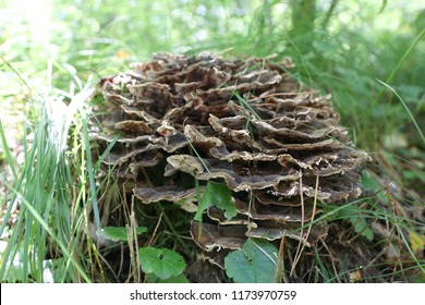 Head Of Rear Rams Mushroom In The Forest