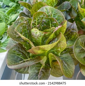 A Head Of Red Romaine