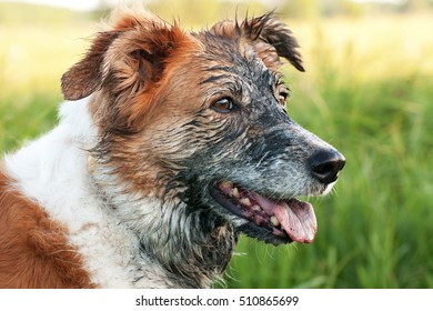 Head Reddish White Dog All Grimy Black Mud