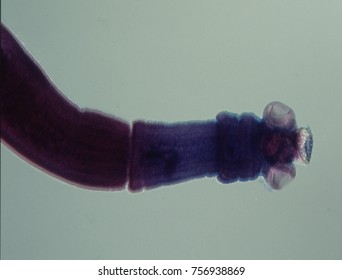 Head Region Of A Tapeworm