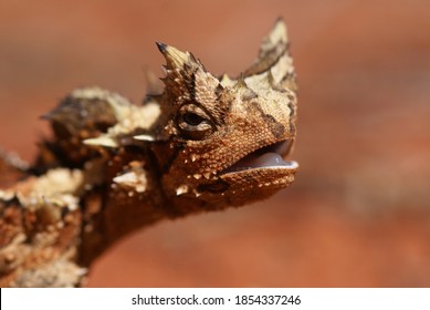 Head of reptile Thorny Devil, Moloch horridus, on red sand, Central Australia, close-up 
