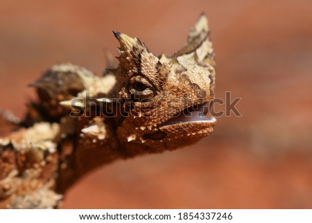 Head of reptile Thorny Devil, Moloch horridus, on red sand, Central Australia, close-up 