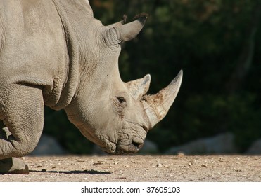 head of rhinoceros 庫存照片