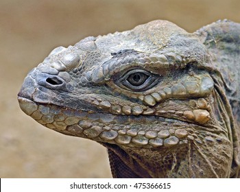 Head Of A Rhinoceros Iguana