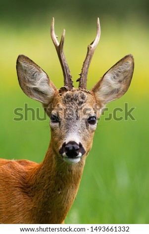 Head of roe deer, capreolus capreolus, buck staring with green blurred background. Portrait of wild deer in nature with selective focus