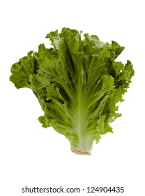 A Head Of Romaine Lettuce Alone On A White Background.