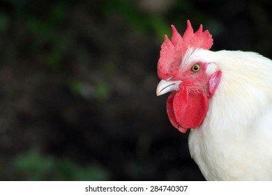 Head of Rooster infront of blurry Background (Bresse Gauloise)