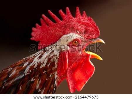 The head of the rooster portrait is close. the rooster has opened the key and screams. A bird sings makes a sound