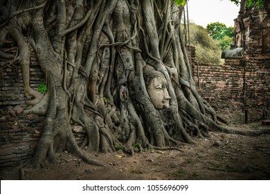 Head of the sandstone Buddha in Bodhi Tree roots , Wat Mahathat Ayutthaya ,Ayutthaya historical park tourism location near Bangkok, Thailand